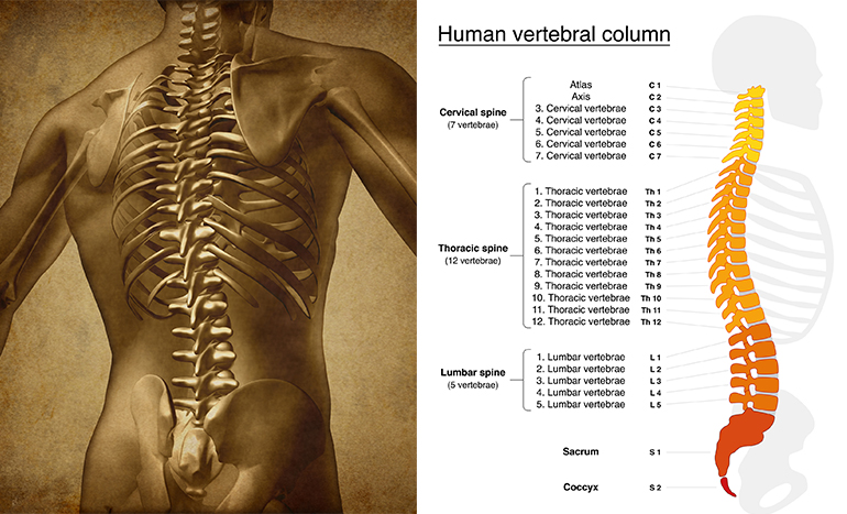 Anatomy of the Spine Blog | Back Pain, Neck Pain | Newark ...